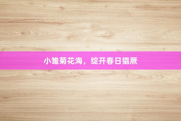小雏菊花海，绽开春日猖厥